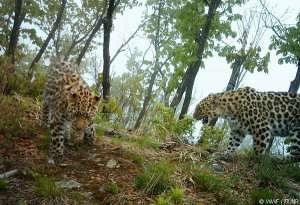 WWF подарил визит-центр нацпарку «Земля леопарда» - фото 1